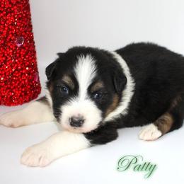 Patty - Black tri-color female Australian Shepherd puppy in Camp Springs, Kentucky from Diamond Paws Australian Shepherds