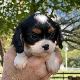 Only girl - Tri-color female Cavalier King Charles Spaniel puppy in Graysville, Tennessee from Country Goldens and Mountain Top Cavaliers