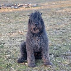 Pride  - Bouvier des Flandres