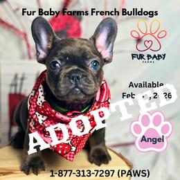 Angel - Blue female French Bulldog puppy in Michigan from Fur Baby Farms