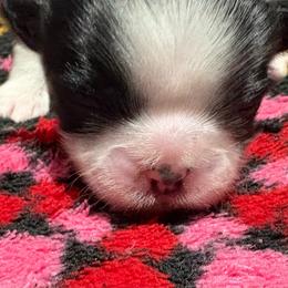Ebony - Black and white female Shih Tzu puppy in League City, Texas from Mosley Shih Tzu