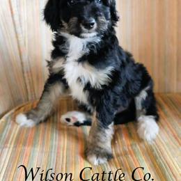 March - Black tri-color female Aussiedoodle puppy in Lancaster, Minnesota from Wilson Cattle Co.