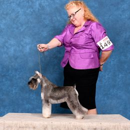 Miniature Schnauzers from Island Magic Miniature Schnauzers