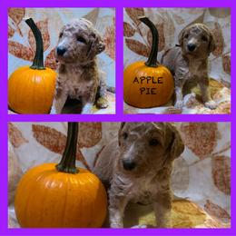 Girl 5 - Apricot Poodle puppy in Knoxville, Tennessee from A Goldendoodle Dream
