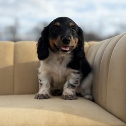 Onyx Boy - Piebald male Dachshund puppy in Knoxville, Tennessee from Over The Moon Minis