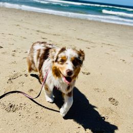 Australian Shepherd Puppies from Trinity Aussies