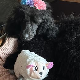 Benatar - Black Poodle puppy in Lebanon, Ohio from Lucky's Legacy