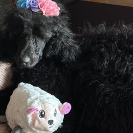 Benatar - Black Poodle puppy in Lebanon, Ohio from Lucky's Legacy