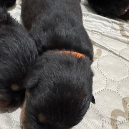 Orange - Black and mahogany male Rottweiler puppy in Cheshire, Connecticut from Von Der Hügelspitze