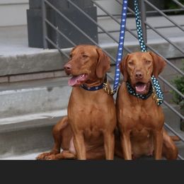 Vizslas from Reckless Rose Vizslas