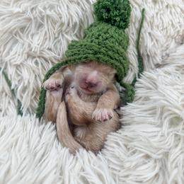 Oreo - Apricot male Goldendoodle puppy in Hollister, Missouri from Wild Acres Goldendoodles