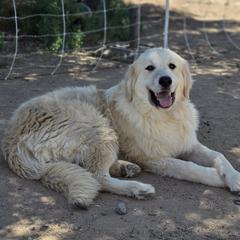 Prince Charming - Tan male Colorado Mountain Dog puppy in Chino Valley, Arizona from Big Sky Acres