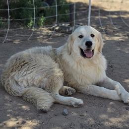 Prince Charming - Tan male Colorado Mountain Dog puppy in Chino Valley, Arizona from Big Sky Acres