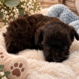 Sable Boy - Black male Miniature Schnauzer puppy in San Augustine, Texas from My Little Schnauzer Pals