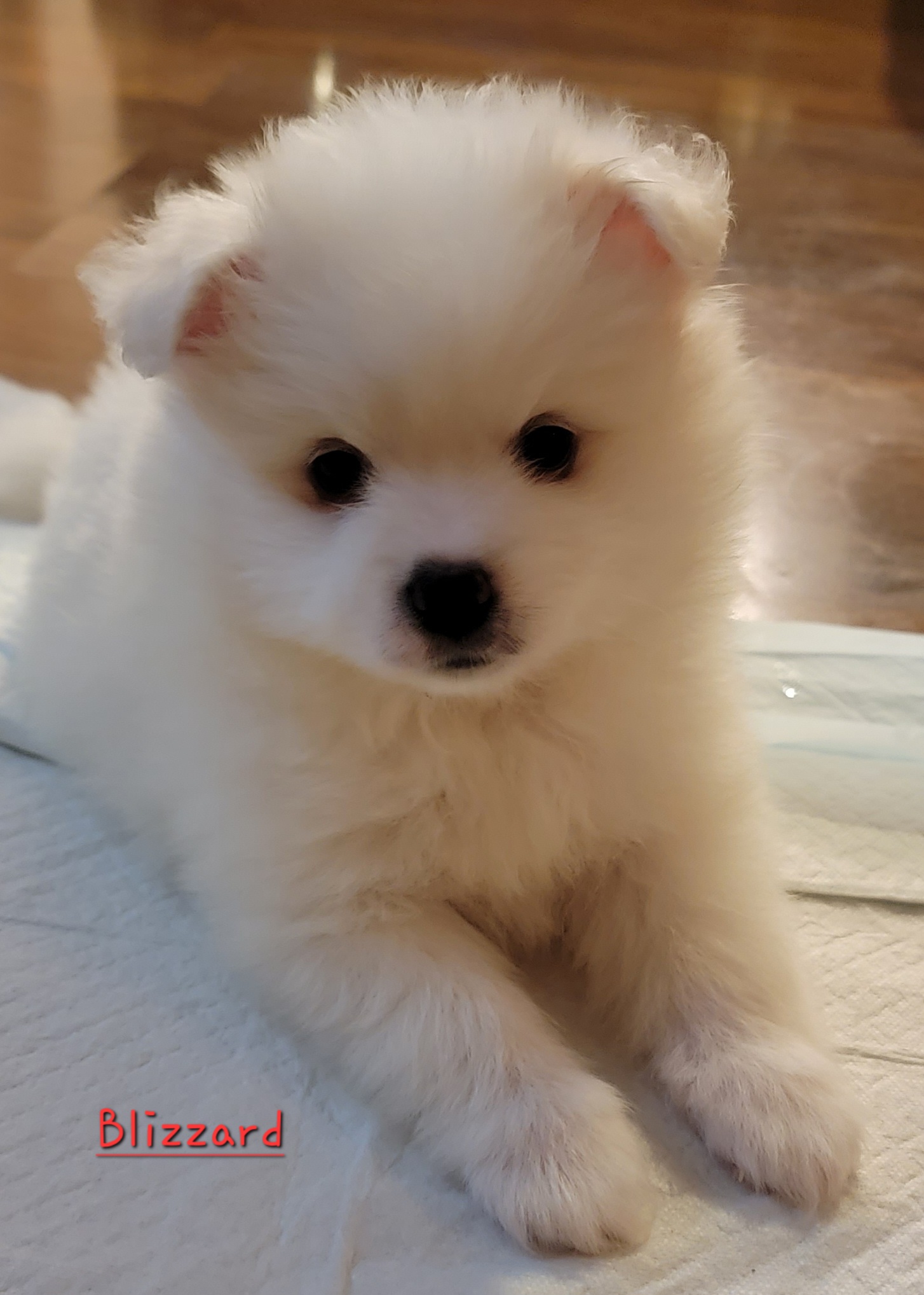 American Eskimo Dog Puppies from Our Eskies