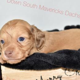 Cream - Cream male Dachshund puppy in Seminary, Mississippi from Down South Mavericks Dachshunds