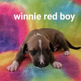 Boy 2 - Red male Italian Greyhound puppy in Phillips, Maine from Maplewood Italian Greyhounds