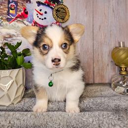 Ponderosa - Fawn female Pembroke Welsh Corgi puppy in Fortine, Montana from North Star Pembroke Welsh Corgi's