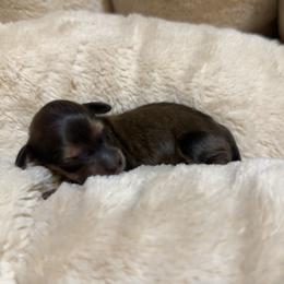 3rd Born Shaded Cream - Cream male Dachshund puppy in Rochester, Washington from Curtiss Dachshunds