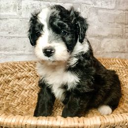 Girl 1 - Aussiedoodle puppy in Russell Springs, Kentucky from Shai’s Mini Aussiedoodles