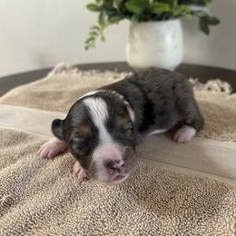 Howie - Blue merle male Toy Australian Shepherd puppy in Brentwood, California from Itty Bitty Aussies