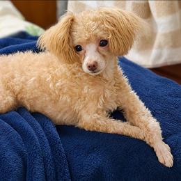 Polly - Poodle