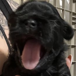 Girl 1 - Black Shih Tzu puppy in Garland, Texas from Bibi’s Exclusive Shih Tzus