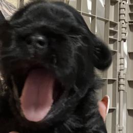 Girl 1 - Black Shih Tzu puppy in Garland, Texas from Bibi’s Exclusive Shih Tzus