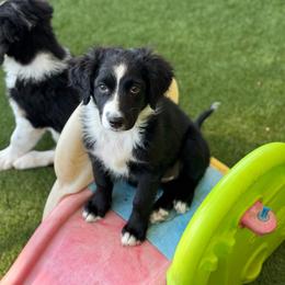 Poppy - Black and white female Aussiedoodle puppy in Peyton, Colorado from Colorful Colorado Aussiedoodles