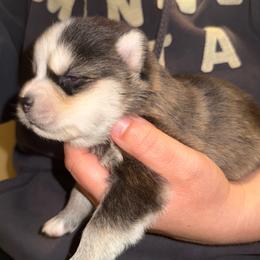 Jeep - Black and white male Pomsky puppy in Greenfield, Minnesota from SRF Pomskies