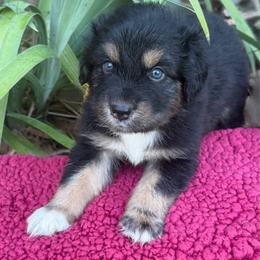 Gunner - Black tri-color male Australian Shepherd puppy in Harrah, Oklahoma from Kamm's Aussies