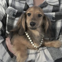 Mustang 4000 - Cream male Dachshund puppy in Crystal, Michigan from Mare-bella Dachshunds