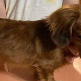 Dachshunds from Not Your Average Weiner