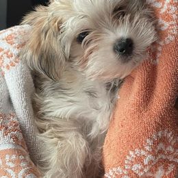 Maltese and Yorkshire Terriers from Paw Paradise 82