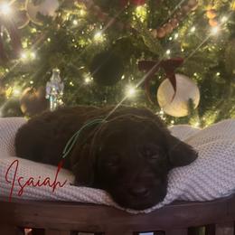 Isaiah - Chocolate male Assorted Doodle Crosses puppy in West Monroe, Louisiana from Southern Haven Doodles