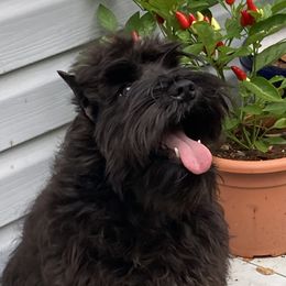 Paris - Miniature Schnauzer