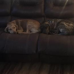 Catahoula Leopard Dogs from Circle B Hunting Dogs