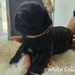 White Collar - Brindle male Mastiff puppy in Linton, Indiana from Riggins Mastiffs and Danes