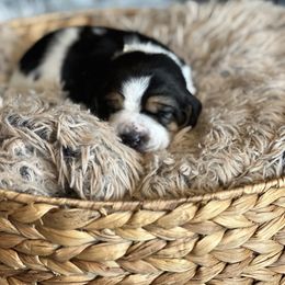 Biscuit - Black brown and white male Basset Hound puppy in Lone Jack, Missouri from Wee Little Bassets