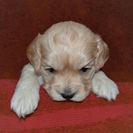 Cavapoo and Cockapoo Puppies from Clearview Canines