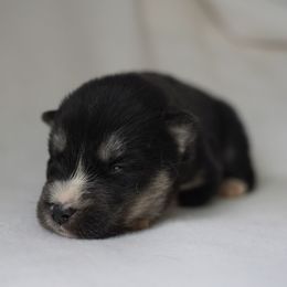 Darion - Black and white male Siberian Husky puppy in Wiscasset, Maine from Running with Huskies