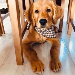 Golden Retriever Puppies from Timber Pine Goldens