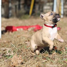 American Pit Bull Terrier and American Staffordshire Terrier Puppies from AptiBull Terriers