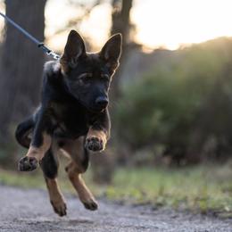 German Shepherd Puppies from Zwinger Vom Rabenauge
