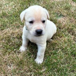 Boy 3 drk blue collar - Yellow male Labrador Retriever puppy in Arlington, Washington from Stout's Hunting Labs and trsbullies
