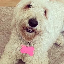 Goldendoodles and Labradoodles from Diaz Doodles