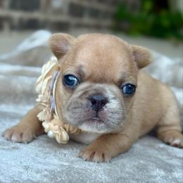 Sunny girl - Fawn and white female French Bulldog puppy in Willis, Texas from Maranda Cianceruso