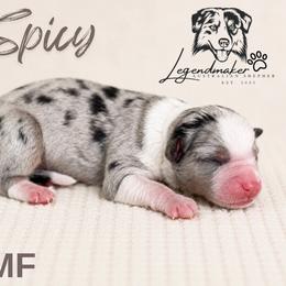 Spicy - Blue merle female Toy Australian Shepherd puppy in Leitchfield, Kentucky from Legendmaker MAS