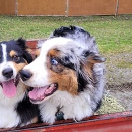 Australian Shepherds from Watervale's Awesome Aussies