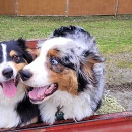 Australian Shepherds from Watervale's Awesome Aussies